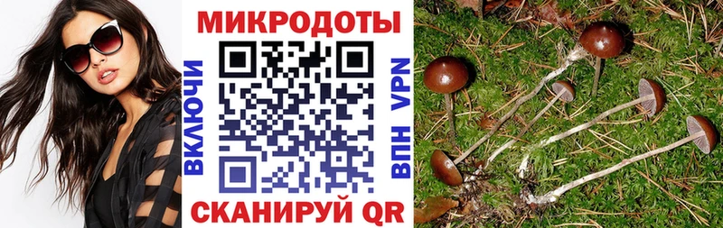 Галлюциногенные грибы Psilocybine cubensis  Алзамай 